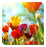 thumb TulipFestival